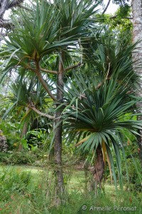 Guadeloupe Août 2015-02722  